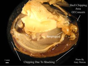 Close-up of a notched clam with amphipods visible inside.