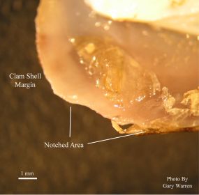Close-up of clam shell margin showing a distinct notched area.