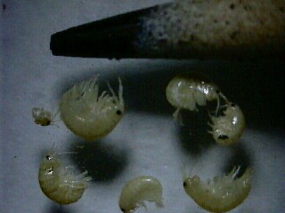 Amphipods of varying sizes are displayed next to a pencil.