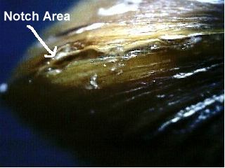 Close-up of clam shell notch area, with arrow pointing to the specific section