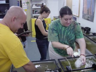 Students examining clam amphipods in a lab setting, using tools to study samples in tanks.