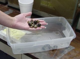 Student holding a handful of small clams over a clear plastic container in a laboratory setting.