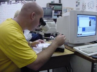 Researcher views amphipod under microscope next to computer.