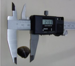Clam measured with digital calipers, displaying 21.31 mm.