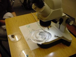Amphipods under a microscope, on a wooden desk with petri dishes and lab notes.