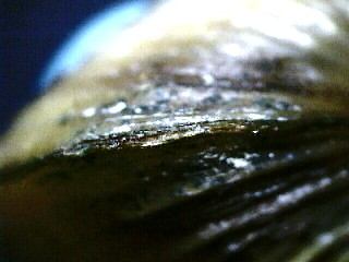 Close-up of a clam shell without a visible notch, showcasing its textured surface and layered structure.