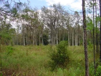 Wooded area with a small bush in the foreground.